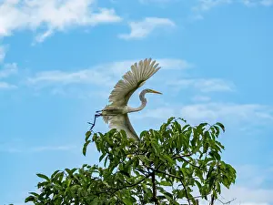 Migratory Prints: An adult great egret, Ardea alba
