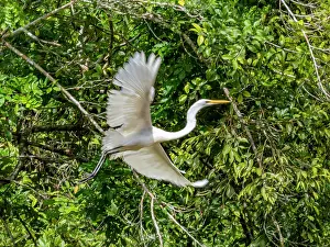 Migratory Prints: An adult great egret, Ardea alba