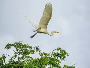 Great Prints: An adult great egret, Ardea alba