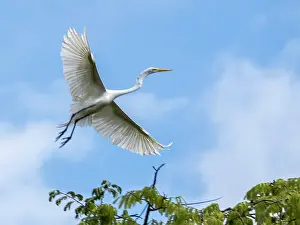 Great Prints: An adult great egret, Ardea alba