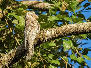 Adults Prints: An adult great potoo, Nyctibius grandis