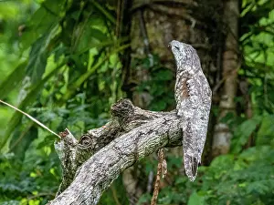 Stillness Prints: An adult great potoo, Nyctibius grandis