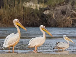 Adult great white pelicans (Pelecanus onocrotalus), on the Zambezi River, Mosi-oa-Tunya