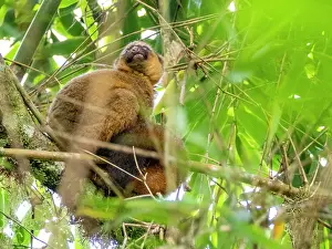 Endangered Prints: Adult greater bamboo lemur sits high in a tree and observes surroundings in a lush forest environment in Madagascar