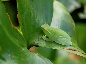 Loss Prints: An adult greater hatchet-faced tree frog