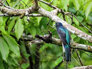 Avifauna Prints: An adult green-backed trogon, Trogon viridis