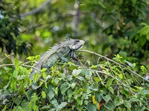 Amazon Prints: An adult green Iguana, Iguana iguana
