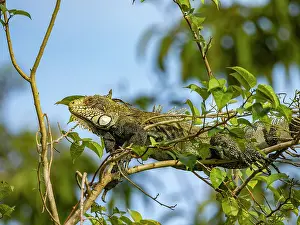 Reptiles Prints: An adult green Iguana, Iguana iguana