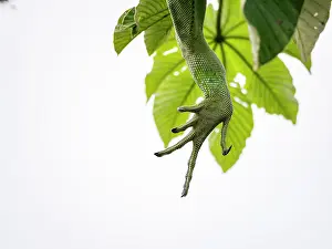 Limbs Prints: An adult green Iguana, Iguana iguana