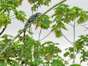 Loss Prints: An adult green Iguana, Iguana iguana
