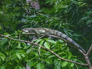 Herbivore Prints: An adult green Iguana, Iguana iguana