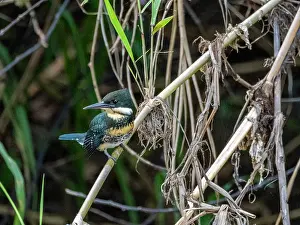 Beak Prints: An adult green kingfisher, Chloroceryle americana