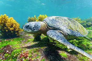 Tropical Waters Prints: Adult green sea turtle (Chelonia mydas agassizii) underwater in the Galapagos Island Archipelago