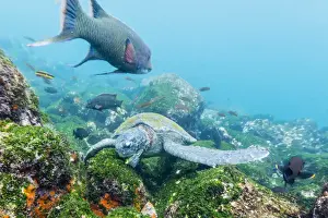 Swimming Prints: Adult green sea turtle (Chelonia mydas) feeding underwater near Isabela Island