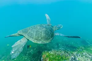 Adult green sea turtle (Chelonia mydas) underwater near Isabela Island, Galapagos Islands, Ecuador, South America