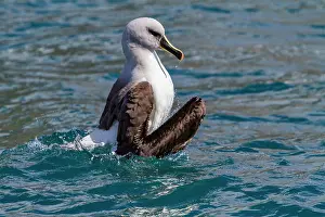 Avifauna Prints: Adult grey-headed albatross cleans feathers while floating in calm waters of Fortuna Bay in South Georgia Island