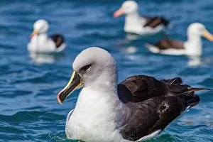 Georgia Prints: Adult grey-headed albatross resting on the sea in Fortuna Bay of South Georgia Island