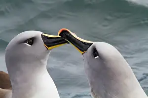 Rituals Prints: Adult Grey-headed Albatross (Thalassarche chrysostoma) courtship display at Elsehul
