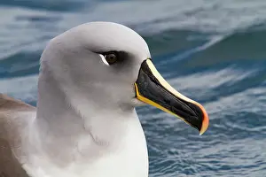 Stillness Prints: Adult Grey-headed Albatross (Thalassarche chrysostoma) resting on the sea at Elsehul