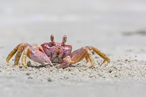 Crab Prints: Adult gulf ghost crab (Hoplocypode occidentalis) on Sand Dollar Beach