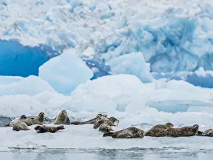 Tracy Arm Prints: Adult harbor seals, Phoca vitulina, hauled out on ice at South Sawyer Glacier, Tracy Arm