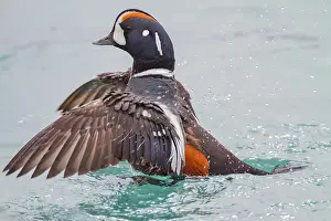 Duck Prints: Adult harlequin duck (Histrionicus histrionicus) in full breeding plumage in the calm waters of Lake Myvatn