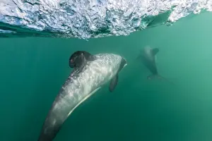 Adult Hectors dolphins (Cephalorhynchus hectori) underwater near Akaroa, South Island, New Zealand, Pacific