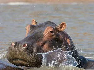 Endangered Species Gallery: Adult hippopotamus (Hippopotamus amphibius), bathing in Lake Kariba, Zimbabwe, Africa