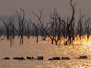 Endangered Species Gallery: Adult hippopotamuses (Hippopotamus amphibius), bathing at sunset in Lake Kariba, Zimbabwe
