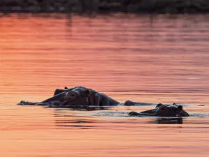 Endangered Species Gallery: Adult hippopotamusus (Hippopotamus amphibius), bathing at sunset in Lake Kariba, Zimbabwe