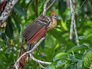 Plumage Prints: An adult hoatzin, Opisthocomus hoazin