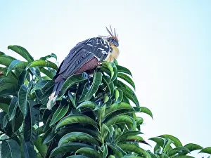 Beak Prints: An adult hoatzin, Opisthocomus hoazin