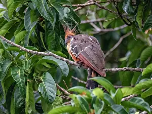 Avifauna Prints: An adult hoatzin, Opisthocomus hoazin