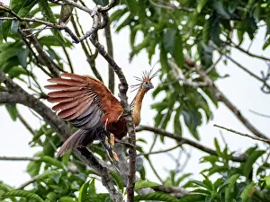 Crest Prints: An adult hoatzin, Opisthocomus hoazin