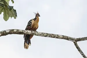 Hoatzin Prints: Adult Hoatzin (Opisthocomus hoazin) perched over the El Dorado River