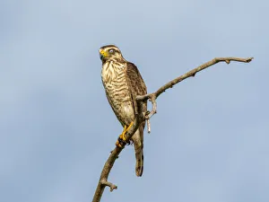 Mato Grosso Prints: Adult hooked-bill kite (Chondrohierax uncinatus)