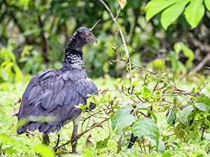 Avifauna Prints: An adult horned screamer, Anhima cornuta