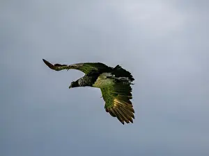 Amazing Prints: An adult horned screamer, Anhima cornuta, in flight in the Pacaya Samiria Preserve, Peru
