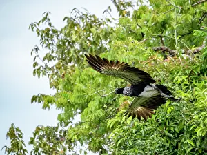 Plumage Prints: An adult horned screamer, Anhima cornuta, in flight in the Pacaya Samiria Preserve, Peru