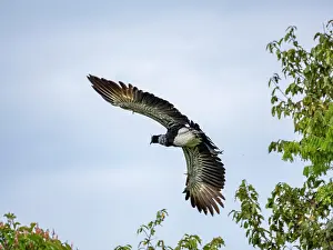 Enthusiasts Prints: An adult horned screamer, Anhima cornuta, in flight in the Pacaya Samiria Preserve, Peru