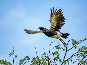 Tail Prints: An adult horned screamer, Anhima cornuta, in flight in the Pacaya Samiria Preserve, Peru