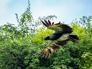 Horned Prints: An adult horned screamer, Anhima cornuta, in flight in the Pacaya Samiria Preserve, Peru