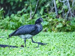 Beak Prints: An adult horned screamers, Anhima cornuta, walking in the Pacaya Samiria Preserve, Peru