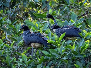 Vocalization Prints: Three adult horned screamers, Anhima cornuta