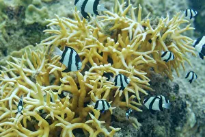 Striped Prints: Adult humbug (Dascyllus aruanus)