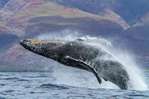 Whale Prints: Adult humpback whale breaches in the AuAu Channel in Hawaii during a sunny day