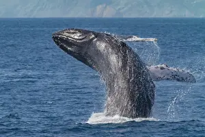 Large Prints: Adult humpback whale breaches in the waters of Baja California Sur
