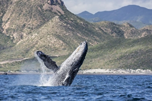 Swimming Prints: Adult humpback whale (Megaptera novaeangliae)