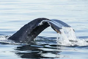 Adult humpback whale (Megaptera novaeangliae), flukes-up dive in Stephens Passage