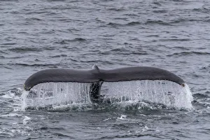 An adult humpback whale (Megaptera novaeangliae), flukes-up dive in Dallmann Bay